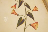 Atlas Historiae Naturalis von Philipp II. - Pomar-Codex – Vicent Garcia Editores – Ms. 9 – Biblioteca Històrica de la Universitat de València (Valencia, Spanien)