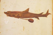 Atlas Historiae Naturalis von Philipp II. - Pomar-Codex – Vicent Garcia Editores – Ms. 9 – Biblioteca Històrica de la Universitat de València (Valencia, Spanien)