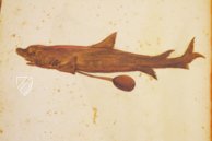 Atlas Historiae Naturalis von Philipp II. - Pomar-Codex – Vicent Garcia Editores – Ms. 9 – Biblioteca Històrica de la Universitat de València (Valencia, Spanien)