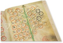 Baum der Philosophie der Liebe von Ramon Llull – F-129 – Biblioteca Diocesana de Mallorca (Palma de Mallorca, Spanien) Faksimile