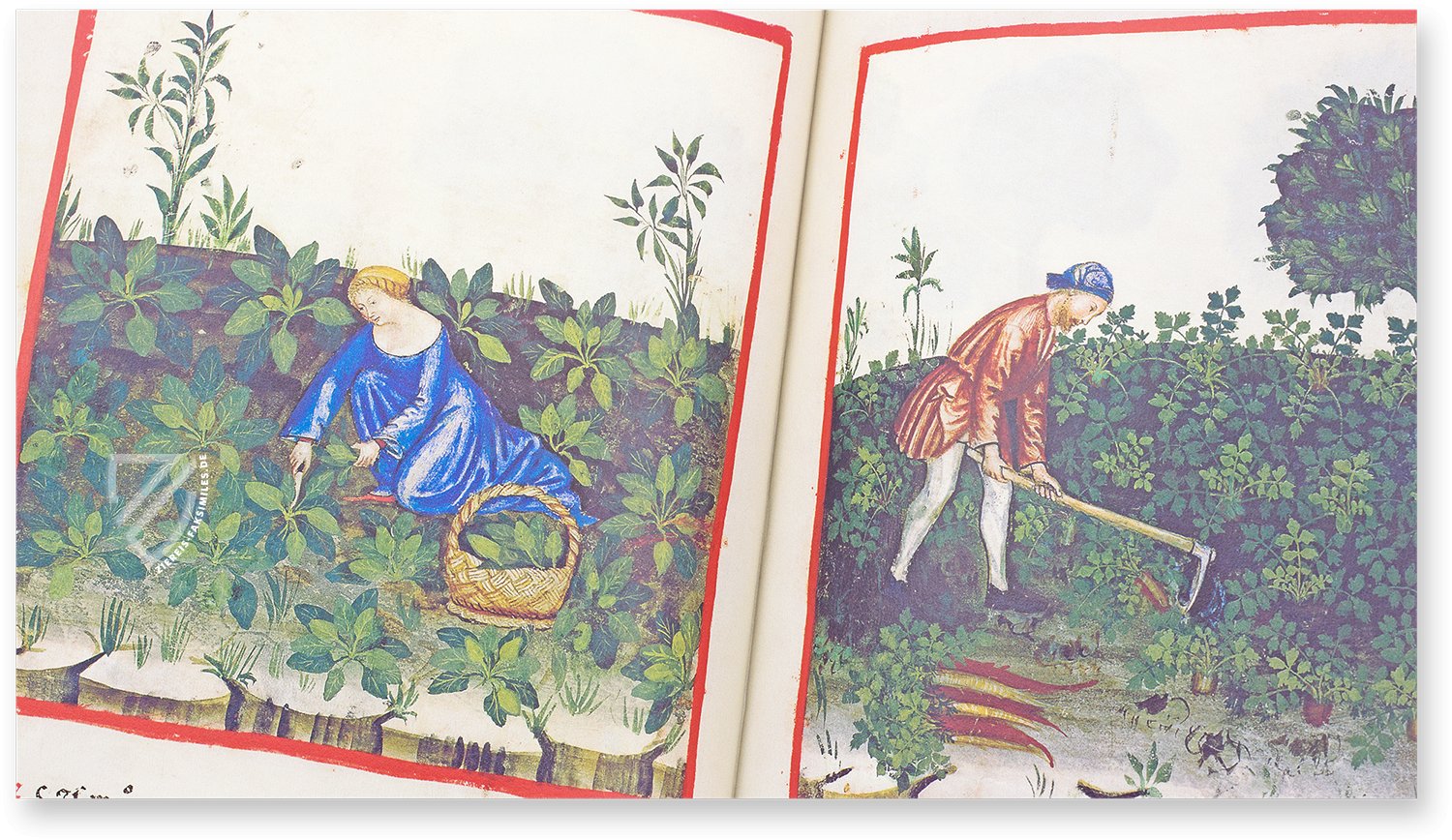 Blattamaranth (blete) und Pastinaken (pastinace) im Theatrum Sanitatis