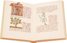 Buch der einfachen Heilmittel - Codex Bruxellensis – De Schutter – Codex Bruxellensis IV. 1024 – KBR (Koninklijke Bibliotheek van België/Bibliothèque royale de Belgique) (Brüssel, Belgien) Buch der einfachen Heilmittel - Codex Bruxellensis – De Schutter – Codex Bruxellensis IV. 1024 – KBR (Koninklijke Bibliotheek van België/Bibliothèque royale de Belgique) (Brüssel, Belgien)