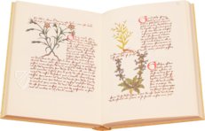 Buch der einfachen Heilmittel - Codex Bruxellensis – De Schutter – Codex Bruxellensis IV. 1024 – KBR (Koninklijke Bibliotheek van België/Bibliothèque royale de Belgique) (Brüssel, Belgien) Buch der einfachen Heilmittel - Codex Bruxellensis – De Schutter – Codex Bruxellensis IV. 1024 – KBR (Koninklijke Bibliotheek van België/Bibliothèque royale de Belgique) (Brüssel, Belgien)