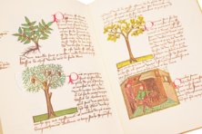 Buch der einfachen Heilmittel - Codex Bruxellensis – De Schutter – Codex Bruxellensis IV. 1024 – KBR (Koninklijke Bibliotheek van België/Bibliothèque royale de Belgique) (Brüssel, Belgien) Buch der einfachen Heilmittel - Codex Bruxellensis – De Schutter – Codex Bruxellensis IV. 1024 – KBR (Koninklijke Bibliotheek van België/Bibliothèque royale de Belgique) (Brüssel, Belgien)