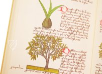 Buch der einfachen Heilmittel - Codex Bruxellensis – De Schutter – Codex Bruxellensis IV. 1024 – KBR (Koninklijke Bibliotheek van België/Bibliothèque royale de Belgique) (Brüssel, Belgien) Buch der einfachen Heilmittel - Codex Bruxellensis – De Schutter – Codex Bruxellensis IV. 1024 – KBR (Koninklijke Bibliotheek van België/Bibliothèque royale de Belgique) (Brüssel, Belgien)