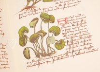 Buch der einfachen Heilmittel - Codex Bruxellensis – De Schutter – Codex Bruxellensis IV. 1024 – KBR (Koninklijke Bibliotheek van België/Bibliothèque royale de Belgique) (Brüssel, Belgien) Buch der einfachen Heilmittel - Codex Bruxellensis – De Schutter – Codex Bruxellensis IV. 1024 – KBR (Koninklijke Bibliotheek van België/Bibliothèque royale de Belgique) (Brüssel, Belgien)