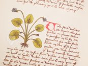 Buch der einfachen Heilmittel - Codex Bruxellensis – De Schutter – Codex Bruxellensis IV. 1024 – KBR (Koninklijke Bibliotheek van België/Bibliothèque royale de Belgique) (Brüssel, Belgien) Buch der einfachen Heilmittel - Codex Bruxellensis – De Schutter – Codex Bruxellensis IV. 1024 – KBR (Koninklijke Bibliotheek van België/Bibliothèque royale de Belgique) (Brüssel, Belgien)