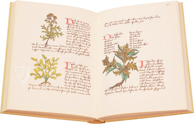 Buch der einfachen Heilmittel - Codex Bruxellensis – De Schutter – MS IV 1024 – KBR (Koninklijke Bibliotheek van België