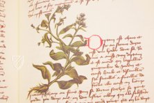 Buch der einfachen Heilmittel - Codex Bruxellensis – De Schutter – MS IV 1024 – KBR (Koninklijke Bibliotheek van België