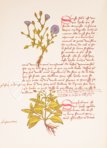 Buch der einfachen Heilmittel - Codex Bruxellensis – De Schutter – MS IV 1024 – KBR (Koninklijke Bibliotheek van België