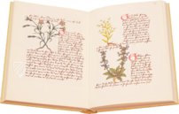 Buch der einfachen Heilmittel - Codex Bruxellensis – De Schutter – MS IV 1024 – KBR (Koninklijke Bibliotheek van België