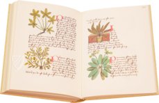 Buch der einfachen Heilmittel - Codex Bruxellensis – De Schutter – MS IV 1024 – KBR (Koninklijke Bibliotheek van België