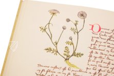 Buch der einfachen Heilmittel - Codex Bruxellensis – De Schutter – MS IV 1024 – KBR (Koninklijke Bibliotheek van België