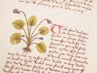 Buch der einfachen Heilmittel - Codex Bruxellensis – De Schutter – MS IV 1024 – KBR (Koninklijke Bibliotheek van België