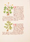 Buch der einfachen Heilmittel - Codex Bruxellensis – De Schutter – MS IV 1024 – KBR (Koninklijke Bibliotheek van België