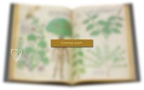 Chirurgia – Editions Medicina Rara – Codex Sloane 1977 – British Library (London, Vereinigtes Königreich)