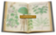 Chirurgia – Editions Medicina Rara – Codex Sloane 1977 – British Library (London, Vereinigtes Königreich)