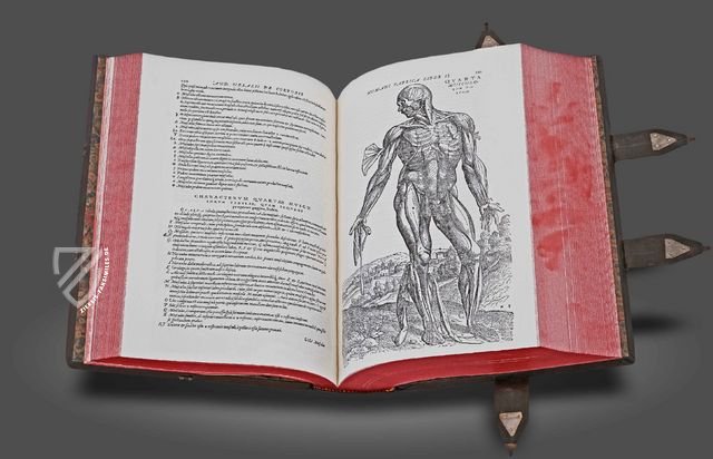 Andreas Vesalius: De Humani Corporis Fabrica – Pytheas Books – 548.i.2.(1) – British Library (London, Vereinigtes Königreich)