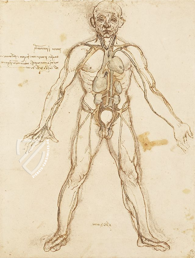 Leonardo da Vinci - Anatomische Studien – Giunti Editore – Royal Library at Windsor Castle (Windsor, Vereinigtes Königreich)