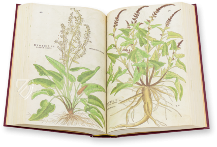 De Historia Stirpium - Leonhart Fuchs – Aboca Museum – Biblioteca Antiqua di Aboca Museum (Sansepolcro, Italien)