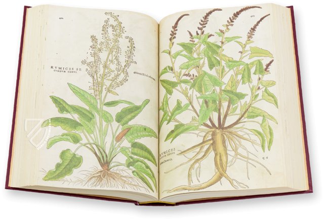 De Historia Stirpium - Leonhart Fuchs – Aboca Museum – Biblioteca Antiqua di Aboca Museum (Sansepolcro, Italien) De Historia Stirpium - Leonhart Fuchs – Aboca Museum – Biblioteca Antiqua di Aboca Museum (Sansepolcro, Italien)