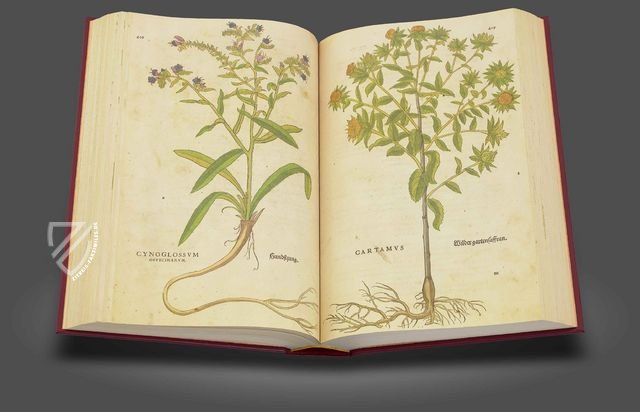 De Historia Stirpium - Leonhart Fuchs – Aboca Museum – Biblioteca Antiqua di Aboca Museum (Sansepolcro, Italien)