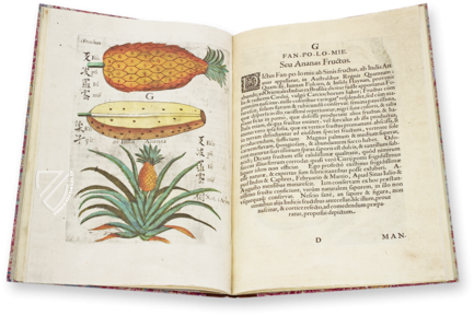 Flora Sinensis – Orbis Pictus – 412 – Biblioteka Kórnicka (Kórnik, Polen)