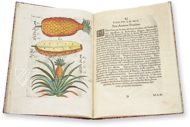 Flora Sinensis – 412 – Biblioteka Kórnicka (Kórnik, Polen)