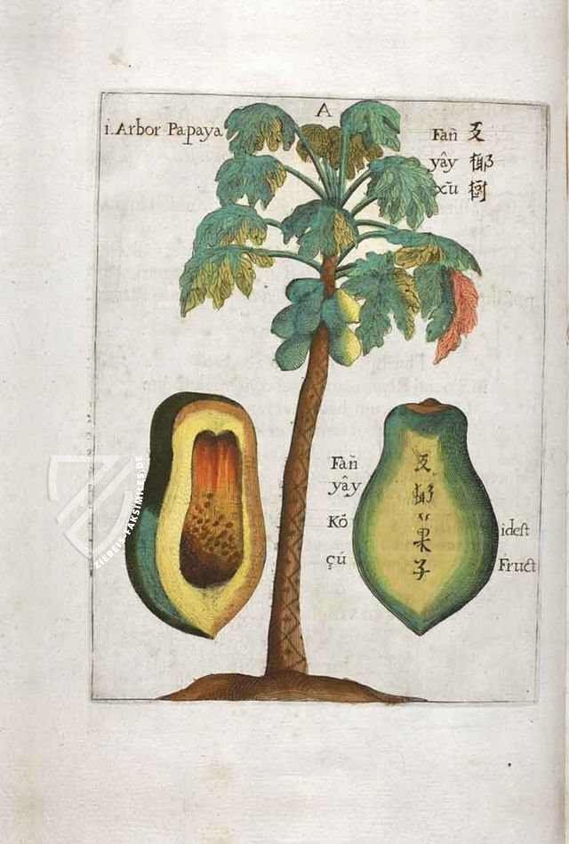 Flora Sinensis