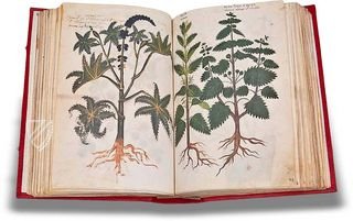 Dioscurides graeco-latinus – Testimonio Compañía Editorial – Chig. F.VII.1590 – Biblioteca Apostolica Vaticana (Vatikanstadt, Vatikanstadt)