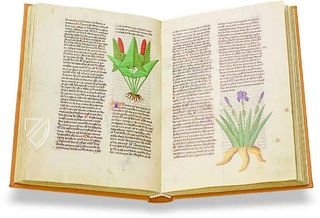 Herbolaire Estense – Imago – Est. 28 = alfa M. 5. 9 – Biblioteca Estense Universitaria (Modena, Italien)