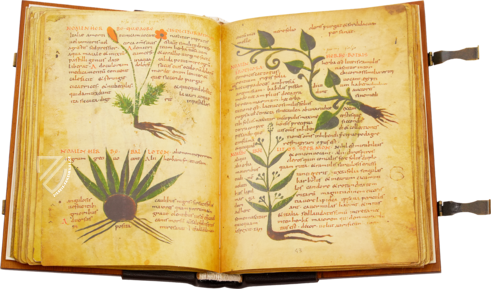 Herbolarium et Materia Medica – AyN Ediciones – ms. 296 – Biblioteca Statale di Lucca (Lucca, Italien)