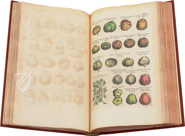 Historia Naturalis: De Arboribus et Fructicibus – Privatsammlung