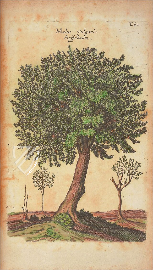 Historia Naturalis: De Arboribus et Fructicibus – Siloé, arte y bibliofilia – Privatsammlung