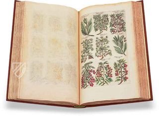 Historia Naturalis: De Arboribus et Fructicibus Faksimile
