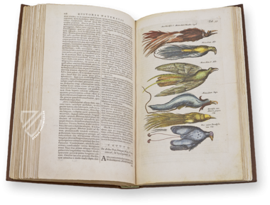 Historia Naturalis: De Avibus – Siloé, arte y bibliofilia – Privatsammlung