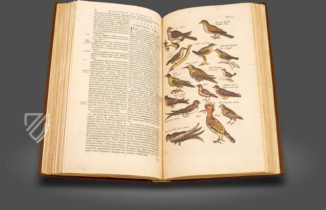 Historia Naturalis: De Avibus Faksimile