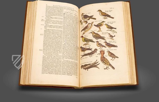 Historia Naturalis: De Avibus – Siloé, arte y bibliofilia – Privatsammlung