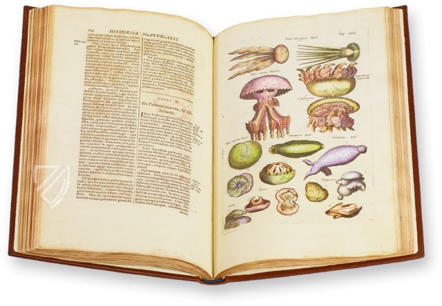 Historia Naturalis: De Exanguibus Acuaticis et Serpentibus – Privatsammlung