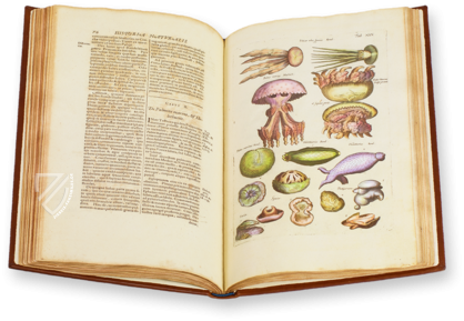 Historia Naturalis: De Exanguibus Acuaticis et Serpentibus Faksimile