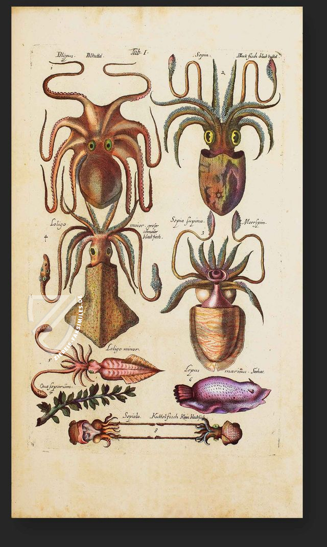 Historia Naturalis: De Exanguibus Acuaticis et Serpentibus