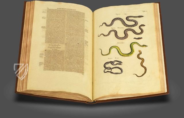 Historia Naturalis: De Exanguibus Acuaticis et Serpentibus – Siloé, arte y bibliofilia – Privatsammlung