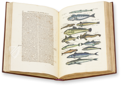 Historia Naturalis: De Piscibus et Cetis – Siloé, arte y bibliofilia – Privatsammlung