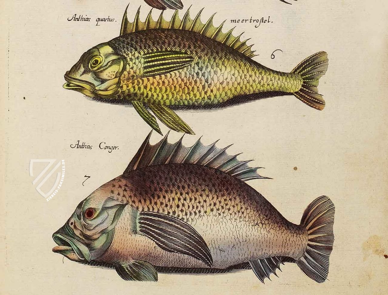 Historia Naturalis: De Piscibus et Cetis