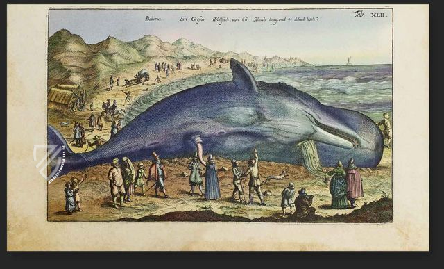 Historia Naturalis: De Piscibus et Cetis