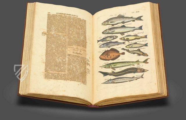 Historia Naturalis: De Piscibus et Cetis Faksimile