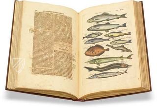 Historia Naturalis: De Piscibus et Cetis – Siloé, arte y bibliofilia – Privatsammlung