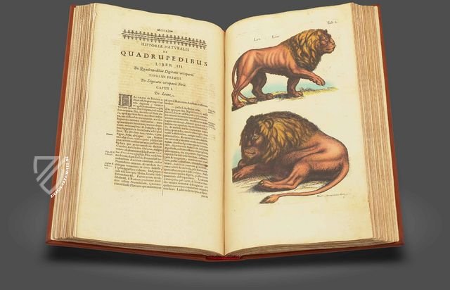 Historia Naturalis: De Quadrupedibus – Siloé, arte y bibliofilia – Privatsammlung