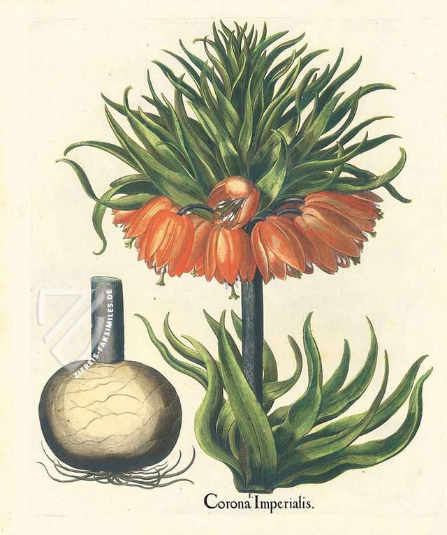Hortus Eystettensis
