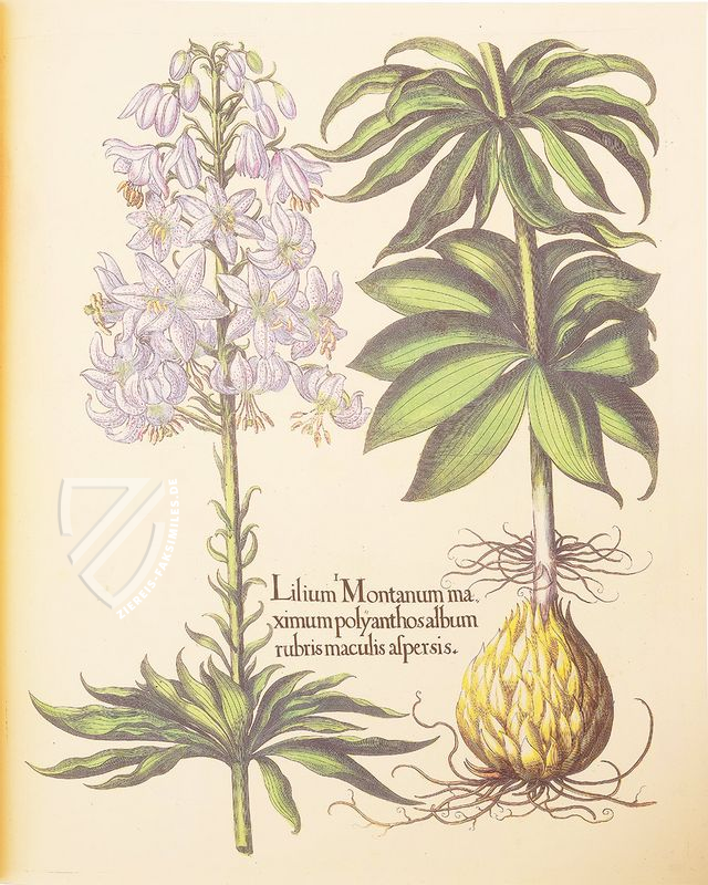 Hortus Eystettensis – Aboca Museum – SJ II 2892-2894 – Universitätsbibliothek (Eichstätt, Deutschland)